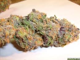 Granddaddy Purple